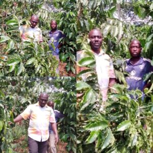 PDM Empowering Rural Communities: ONC Spotlights Luuka Farmer’s Enterprise Diversification Through Coffee Cultivation